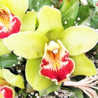 Букет раскошна орхидеја